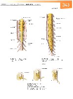 Sobotta Atlas of Human Anatomy  Head,Neck,Upper Limb Volume1 2006, page 350
